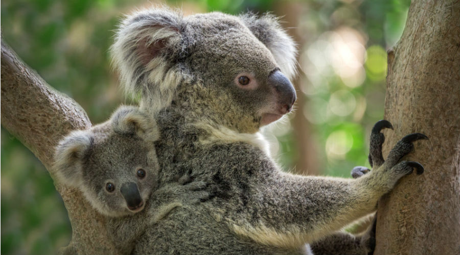 L'Australie promet des millions d'euros pour sauver ses koalas