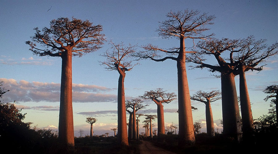 Les chercheurs alertent sur la disparition des baobabs millénaires d’Afrique