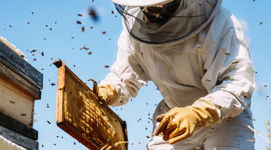Du glyphosate dans du miel : des apiculteurs portent plainte contre Bayer