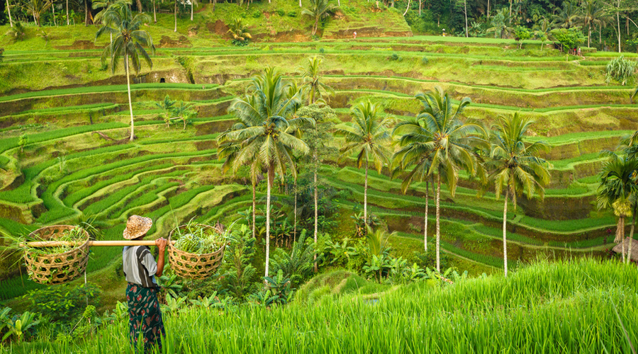 rizières de Bali