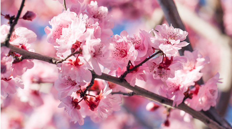 Japon : des cerisiers fleurissent, pourtant ce n'est pas le printemps