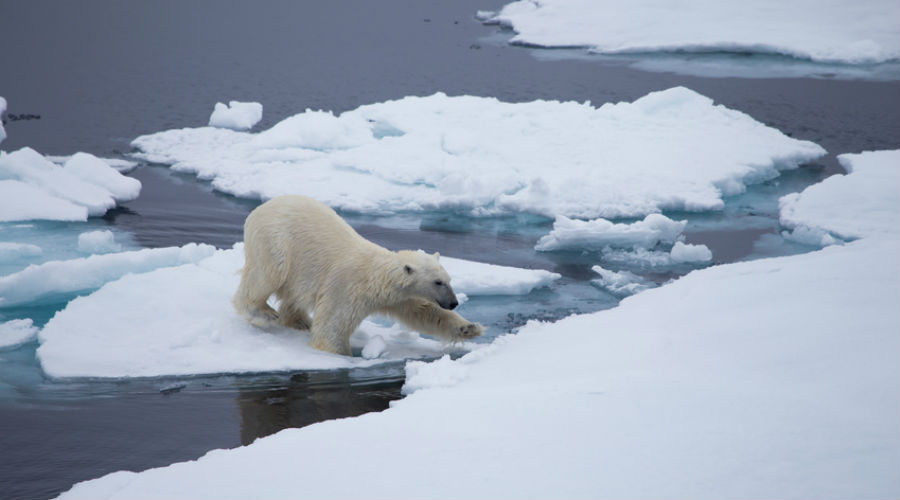 Canada : l'ours polaire et le saumon du Pacifique risquent de disparaître selon les experts