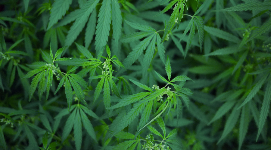 Cannabis thérapeutique : l'ANSM souhaite une expérimentation d'ici fin 2019