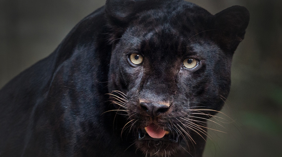 panthère noire Black panther