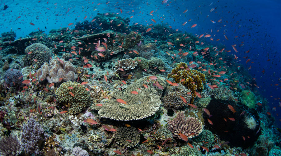 Les coraux les plus au sud du globe touchés par le blanchissement