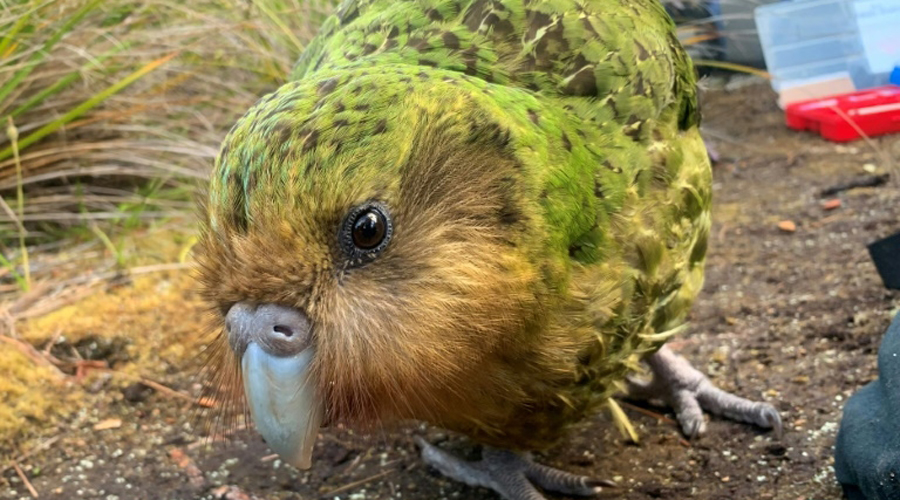 perroquet de race kakapo