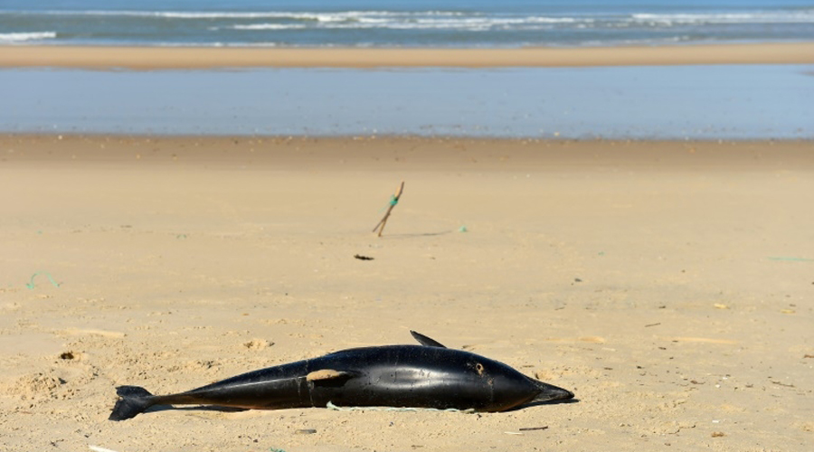 Environ 1.200 dauphins échoués sur la côte atlantique durant l'hiver