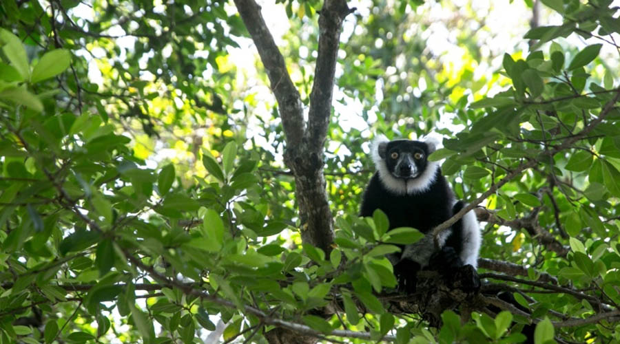 A Madagascar, les lémuriens et leur forêt menacés par le braconnage