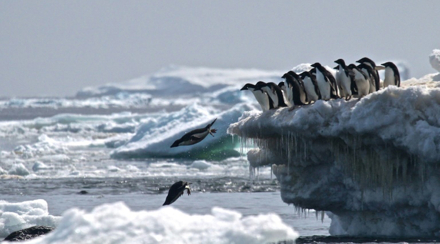 Les fientes de manchots, indispensable chaînon de la vie en Antarctique