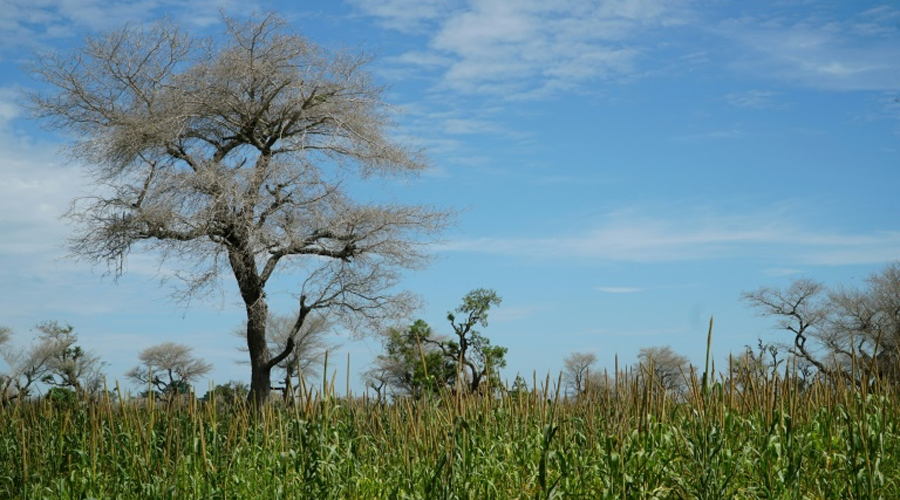 Faidherbia Albida, arbre refuge de l'agriculture sahélienne