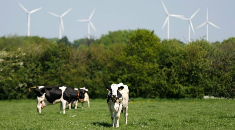Des éoliennes accusées de tuer des vaches