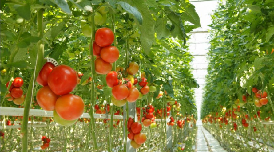 Tomates : plusieurs tonnes de marchandises détruites par les agriculteurs