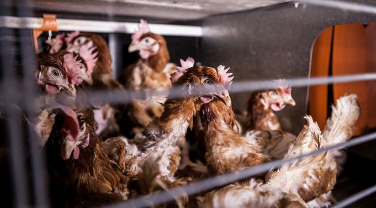 Conditions d’élevage des poules : L214 et 30 millions d’amis portent plainte contre le premier producteur d’oeufs français (Vidéo)