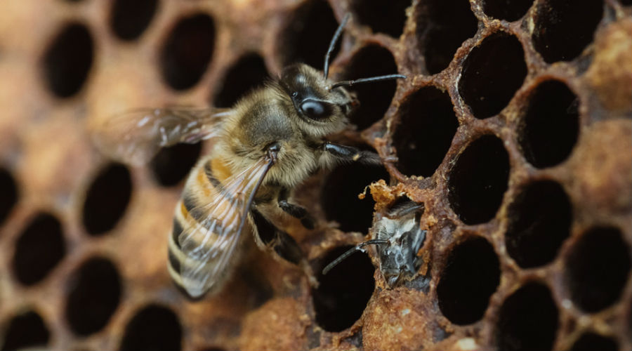 Les abeilles solitaires fabriquent désormais leurs nids avec du plastique