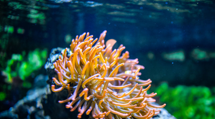 Pollution : les coraux préfèrent désormais se nourrir de plastique