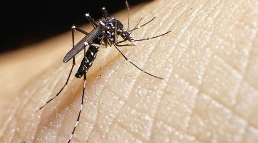Zika, dengue et chikungunya… le moustique tigre propage ces maladies en France