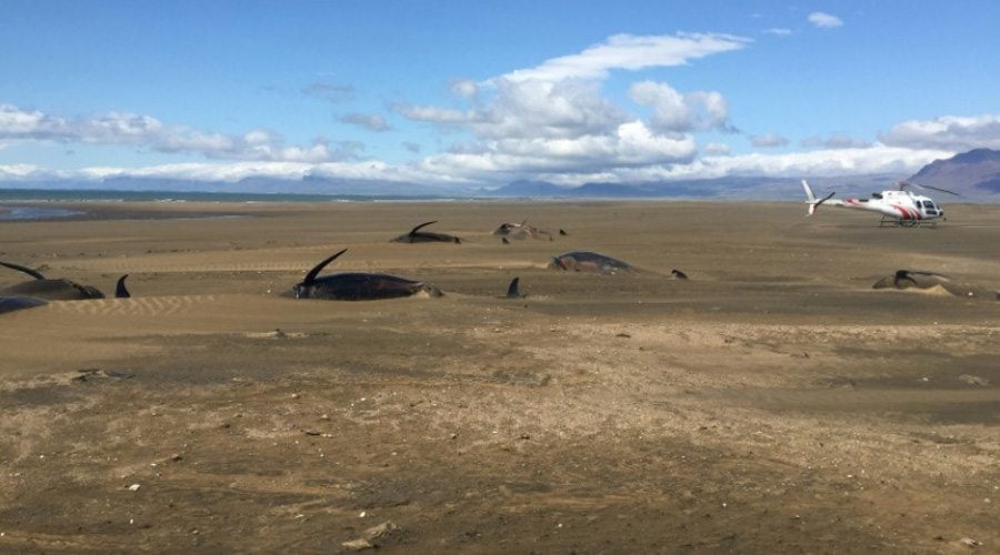 Hécatombe en Islande : une cinquantaine de baleines échouées sur une plage