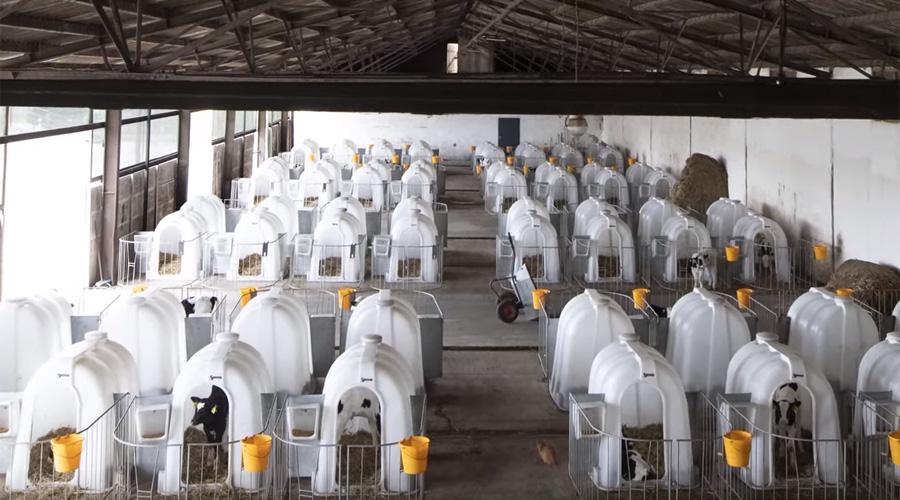Vidéo : le scandale des veaux laitiers élevés en cage
