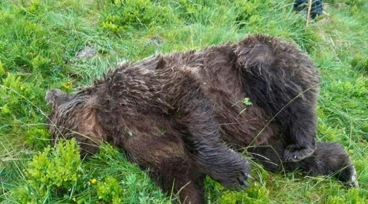 ours tué dans les Pyrénées
