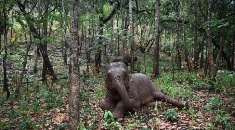 la grande migration des éléphants de Thaïlande à cause du coronavirus