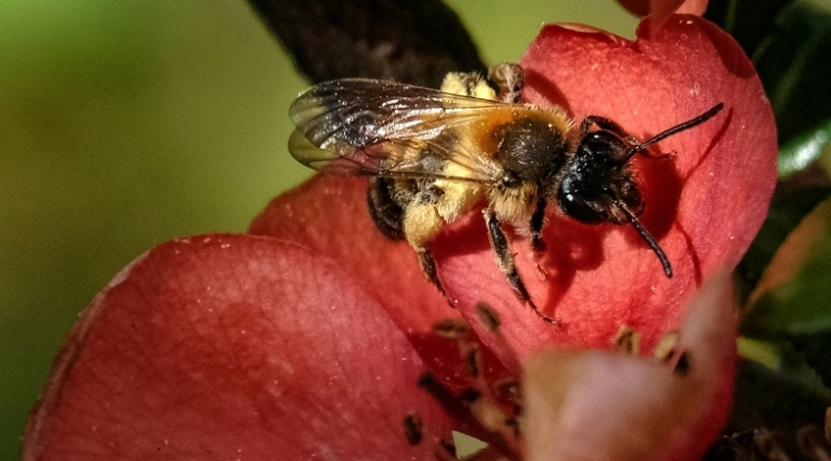 une ONG dépose un recours contre la Commission européenne pour la protection des abeilles