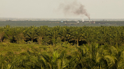 Exploitation de palmiers à huile et déforestation - Indonésie