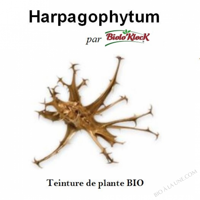 Extrait d'Harpagophytum